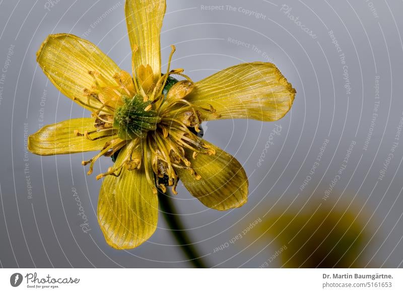 Eranthis hyemalis, Winterling, flower Blossom Disc flower Yellow venomously Herbacious enduring Geophyte Bulb Snowflower spring bloomers nectar-bearing