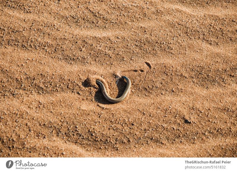 Trace of a snake in the sand Tracks trace Sand Brown Nature Exterior shot Snake Pattern Colour photo Namibia Vacation & Travel Warmth Sampling