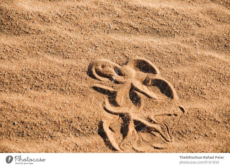 Trace of a snake in the sand Tracks trace Sand Brown Nature Exterior shot Snake Pattern Colour photo Namibia