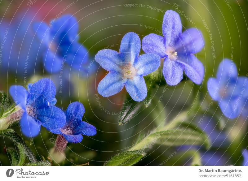 Stone seed, Lithospermum, flowers blossoms Blossom Ground cover plant shrub Herbacious Blue Rough leaf plants Boraginaceae Flower enduring Plant Deserted