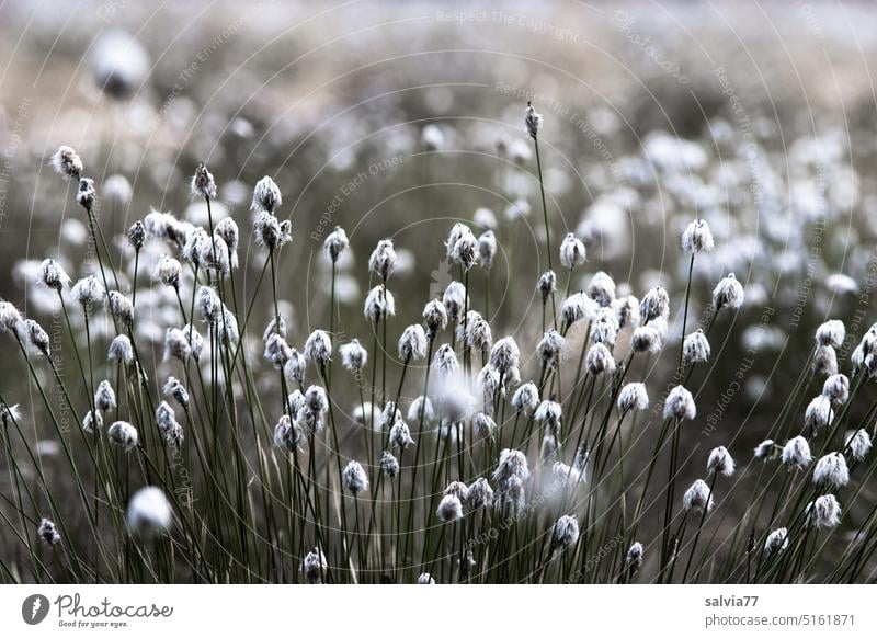 color reduced | flowering cotton grass in bog Cotton grass Blossoming reed marshland Bog Marsh Nature Landscape Environment Habitat Plant Deserted mire plant