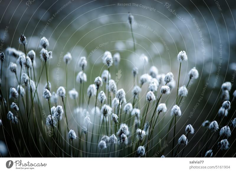 Spring in bog | flowering cotton grass Cotton grass Bog reed Blossoming Plant Nature Marsh Deserted clearer Illuminate Landscape naturally