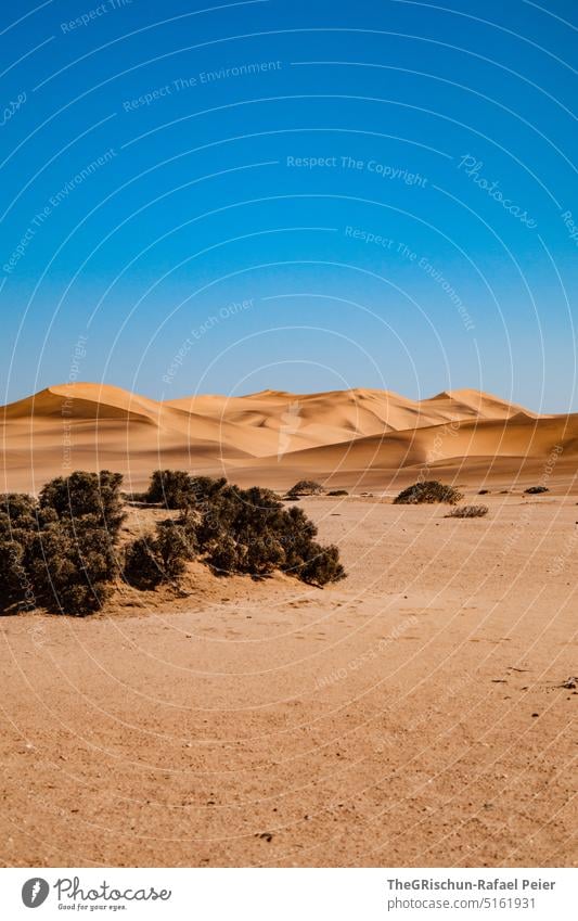 Dune against blue sky Pattern duene Blue Sky Sand Namibia Grains of sand Sampling Nature Landscape Africa Far-off places Warmth Colour photo dunes colors sandy