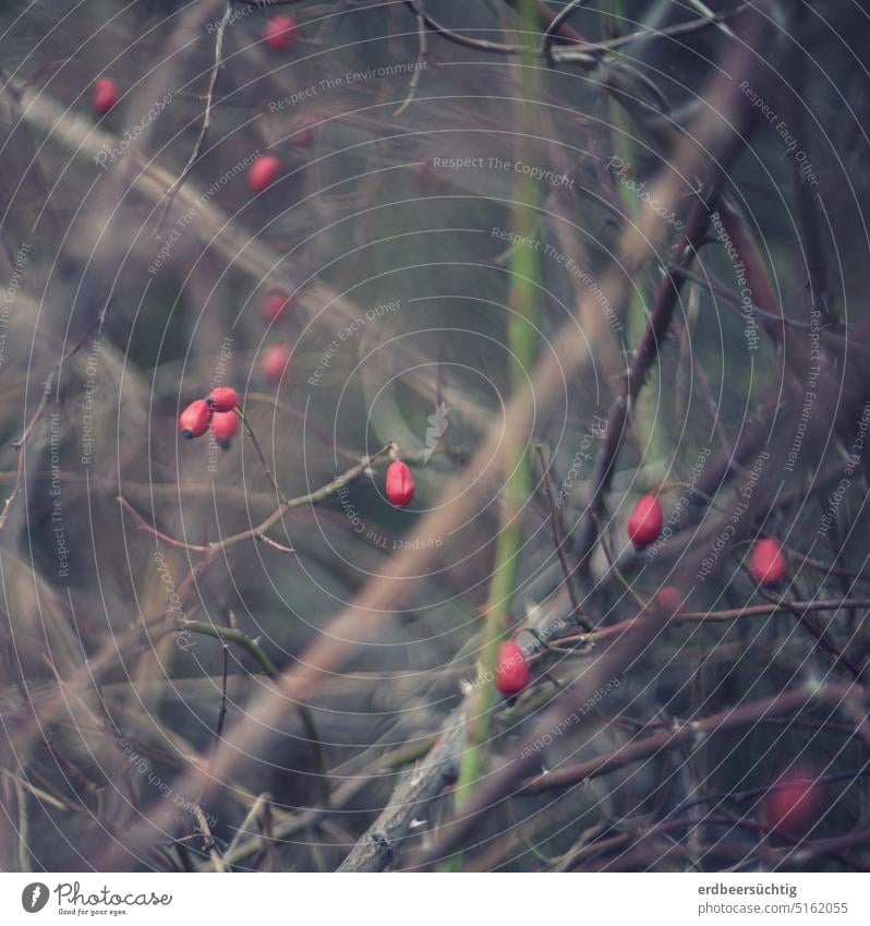 Shriveled rosehip color dots emerge in the soft blur of brown branches twigs Branchage bush thorns Rose hip rosaceous plant blurriness shallow depth of field