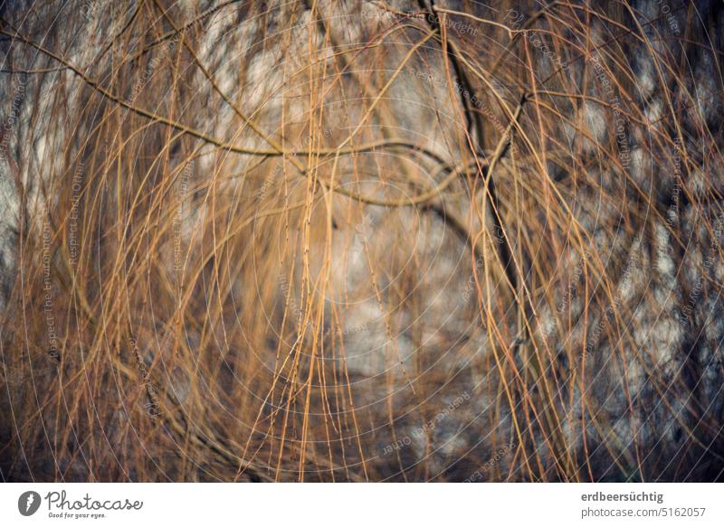 I don't get it! Branch confusion with suction effect twigs branches tangle muddled Branchage Willow tree Tunnel vision vertigo fake mazy Interconnections