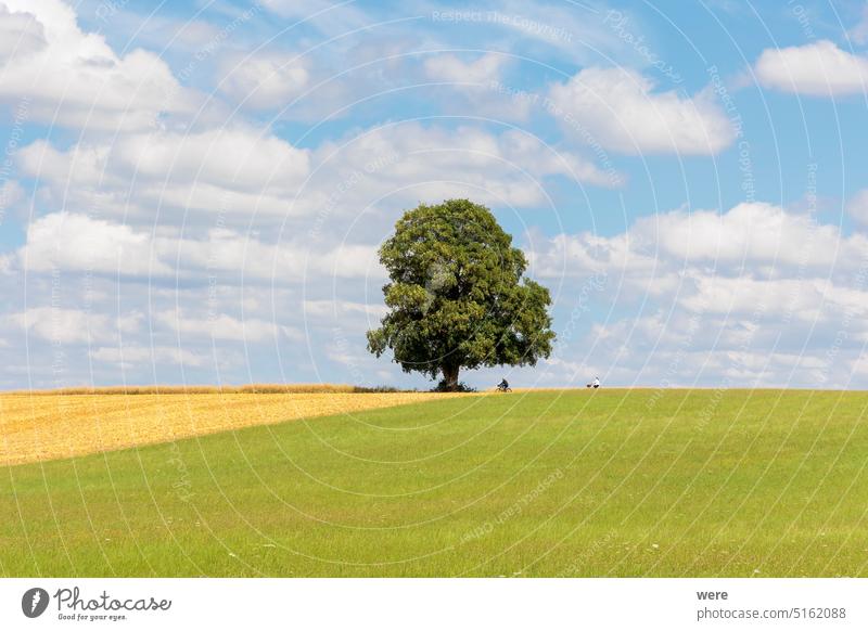 Cumulus cloud in blue sky over green meadow with cyclists where lonely tree stands cloud formation cloudy sky copy space cumulus landscape nature nobody