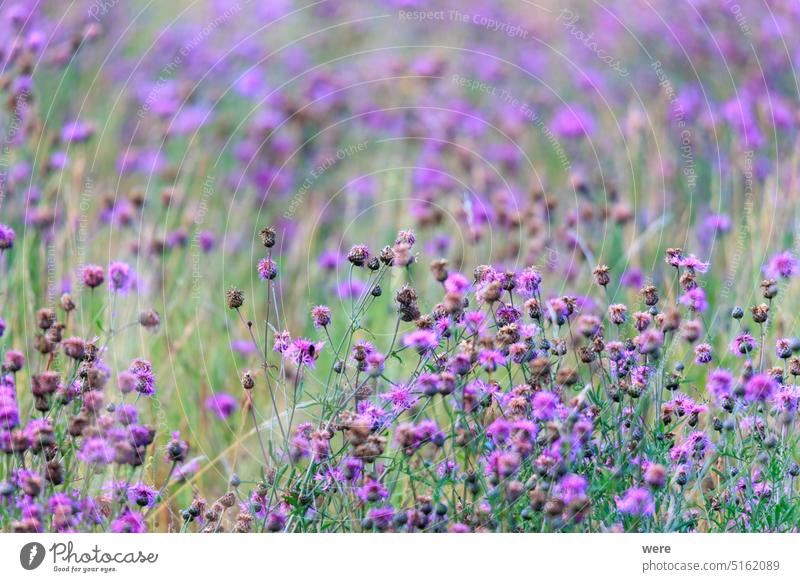 A field full of blue thistles blooms herbaceous Blooming Blue Copy Space Field flowers Full meadow herb Medicinal plant Nature nobody Plant Seeds Thistles