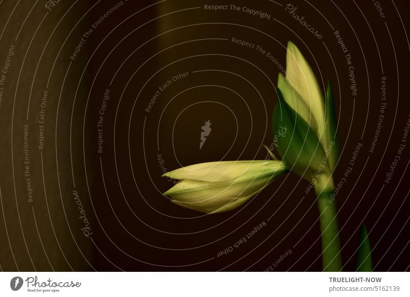 Two buds of white amaryllis very close to unfolding Amaryllis amaryllidaceae Hippeastrum Bud White Flower petals stalk Green Plant Growth Dynamic Deploy Opening