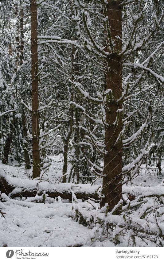 Forest landscape in winter with snow and in frost and cold weather Snow spruces Winter Environment trees Landscape Deserted Exterior shot Cold winter landscape