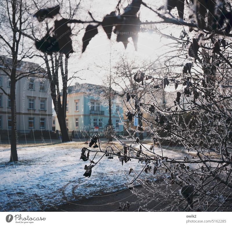 Wallstraße Park Landscape Winter Beautiful weather Environment Nature Sky Snow Contrast White Deserted Cold Day Exterior shot Light Lanes & trails Twilight Tree