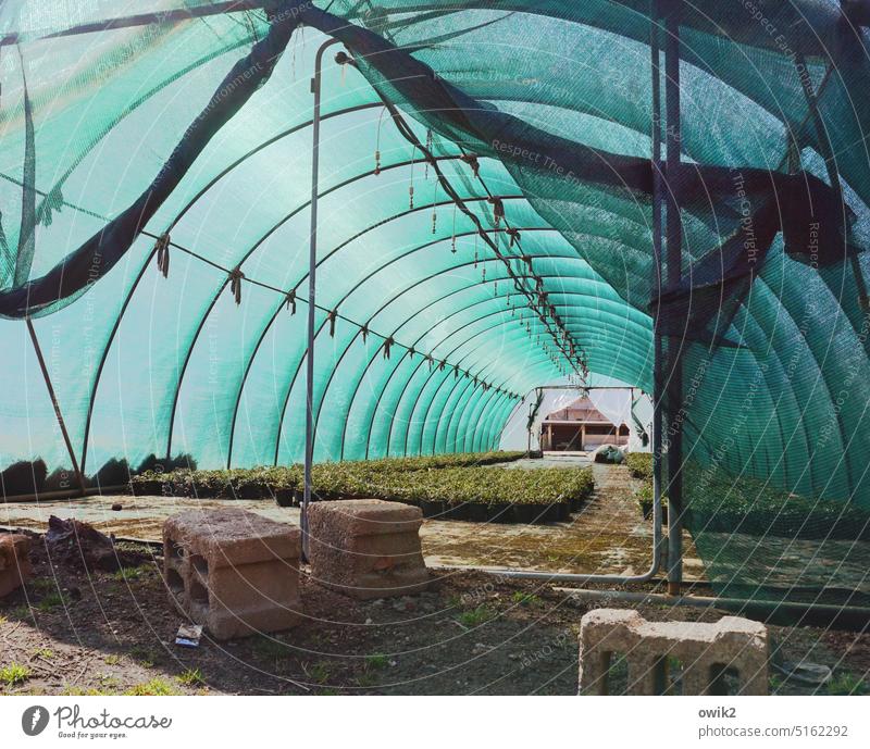 Fabric hose Greenhouse Vista Interior Central perspective Translucent Construction Semicircular convex tubular Winter garden tarpaulin Insight Canopy Plastic