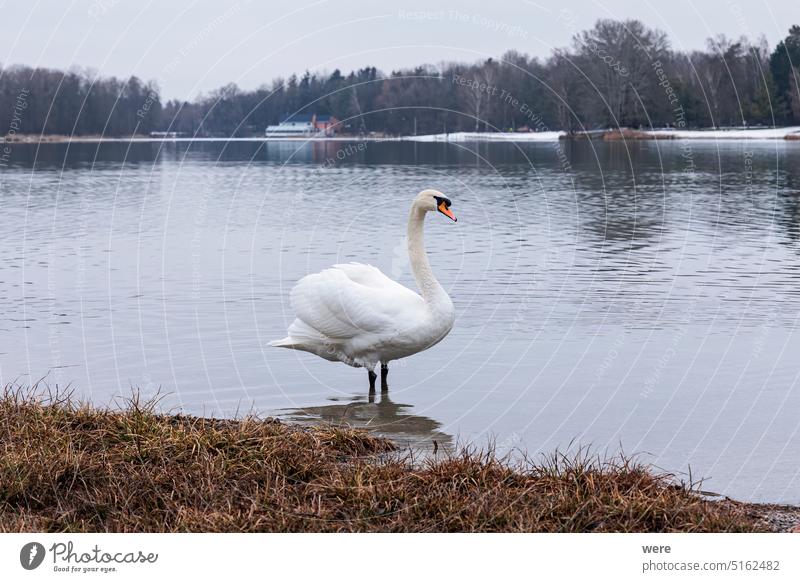 View over Kuhsee lake with seagulls ducks and swans near Augsburg on a cold gray winter day European herring gull Frost covered H2O Larinae Larus argentatus