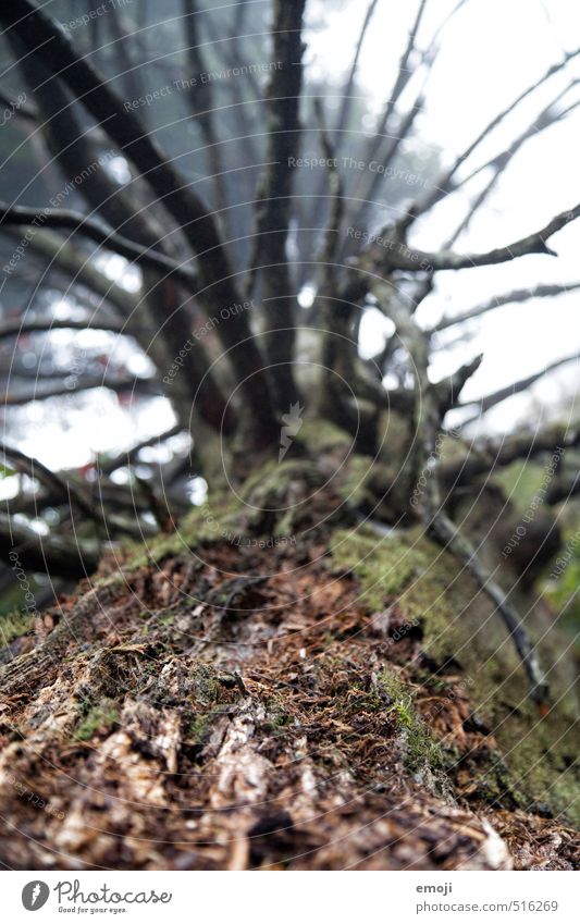 rotten Environment Nature Plant Tree Tree bark Natural Brown Colour photo Subdued colour Exterior shot Close-up Deserted Day Shallow depth of field