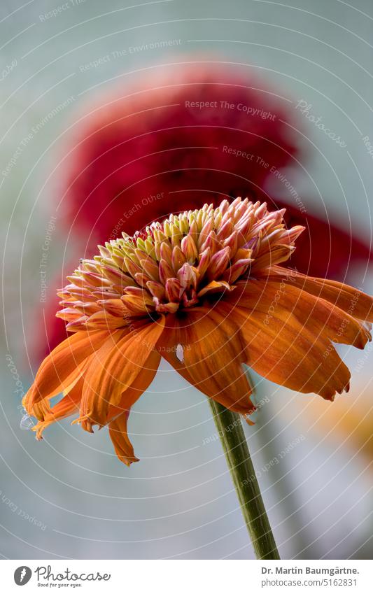 Echinacea purpurea, garden form, orange variety purple echinacea Hedgehog Head inflorescence Garden form Breeding selection from North America blossom