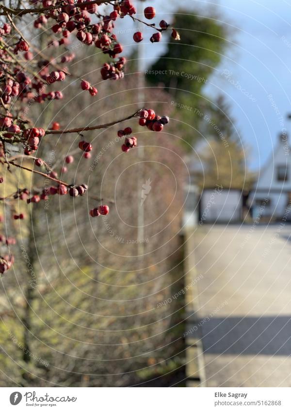 Branch of ornamental apple bush a plant for all seasons ornamented apple Close-up Nature Colour photo Deserted Exterior shot Garden Apple Shallow depth of field