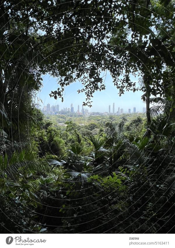 In the Jungle Book jungles Nature Forest Tropical rainforest Environment Landscape Vista Green flora Wild fauna Tree Outdoors Leaf Plant Picturesque Exotic