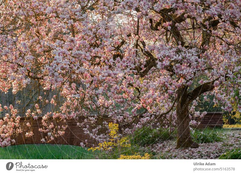 Spring|magnolia tree in full bloom Back-light Sunbeam Light Twilight Dawn Morning Deserted Pink Blossoming Park Magnolia blossom Magnolia tree Magnolia plants