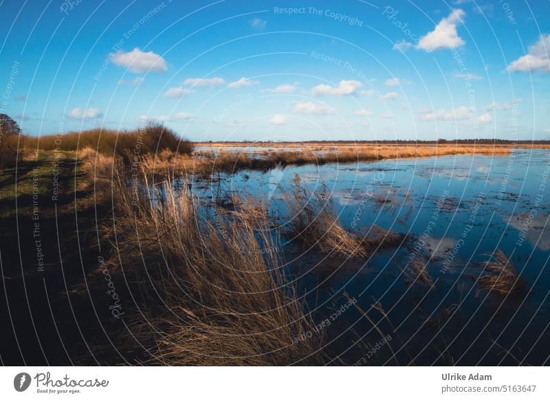 Landscape Teufelsmoor near Worpswede/Bremen Exterior shot Sun Calm Bog Germany Vacation & Travel idyllically Peaceful Beautiful weather Osterholz-Scharmbeck