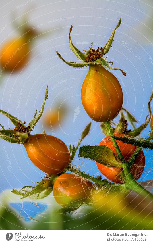 Rose hips, Rosa canina, dog rose Dog rose Fruit fruits Edible Autumn shrub Rose plants rosaceae Deserted Nature Plant Exterior shot Colour photo