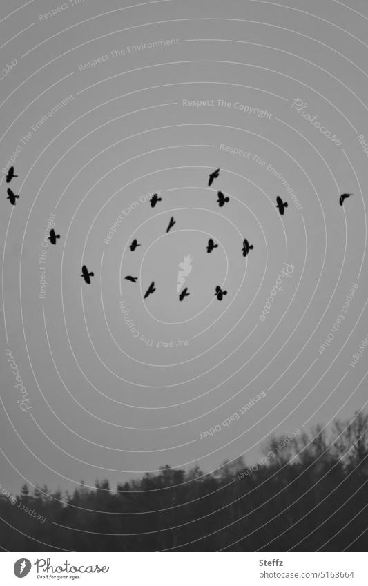 Birds high in gray sky birds Flock of birds Flight of the birds monotonous somber Gloomy dreariness Gray bleak Dark monotonously colourless Unimpressive