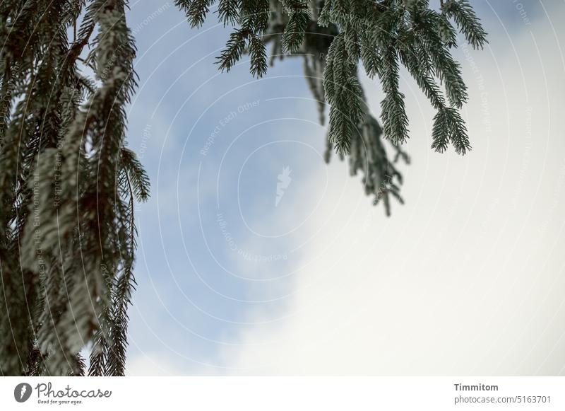 Tree in black forest - partial view Twig Spruce spruce needles Black Forest Nature Green Sky Blue Clouds Deserted Winter Shallow depth of field