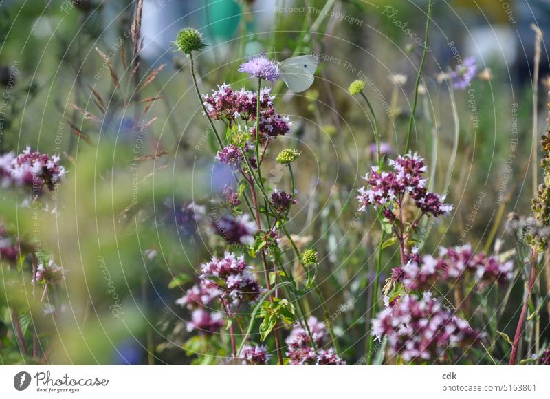 Spring delight | it's so green | blooming meadows with butterflies... Meadow Flower meadow Grass Blossom Nature Green Summer Plant Blossoming Colour photo