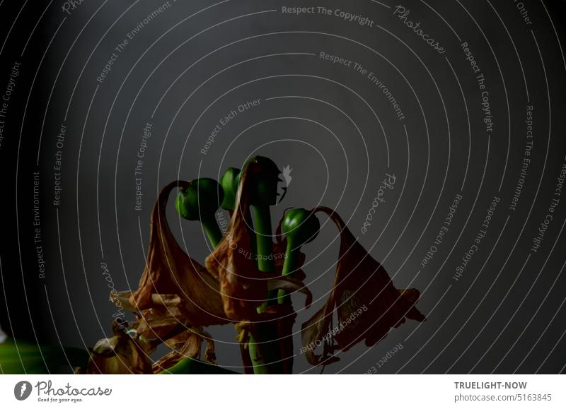 Amaryllis faded, with strong green seed pods amaryllidaceae bulb flower Plant Faded Seed capsule fruiting body Dawn Light Available Light somber dim light Life