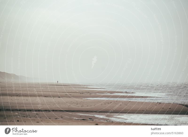 lonely walker in the distance on the wide beach with sandstorm, fog and hazy view. Fog Surf Sandstorm Denmark Sandy beach Autumn Beach Walk on the beach Gale