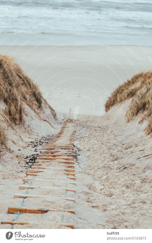 Way down to the beach via a rope ladder as a climbing aid Denmark duene Marram grass Autumn Gale Winter Clouds Blow Wind Rope ladder rope ladders Climbing Grass