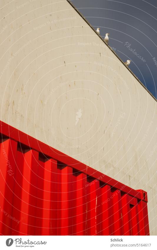 Three seagulls guard a red sea container Sea container Wall (building) Sky Blue Red White three Guard Fishing port broached Perspective Exterior shot