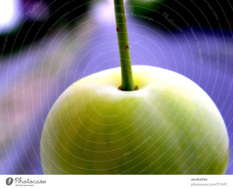 Apple #1 alias Mirabelle plum Round Juicy Green Calm Violet Background picture Far-off places Plum Macro (Extreme close-up) Fruit Close-up Stalk trade sphere