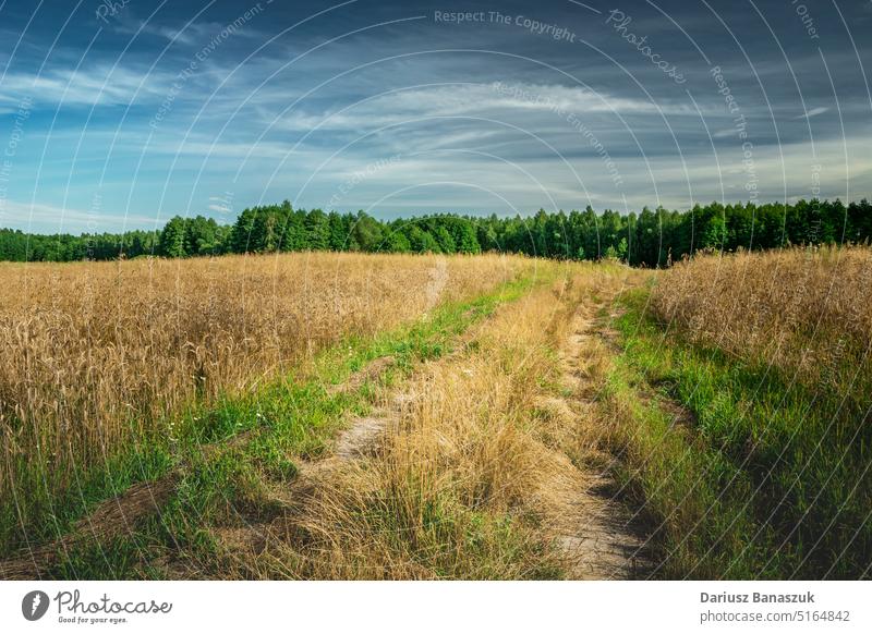 Rural road next to a field with grain, eastern Poland rural nature agriculture summer wheat sky outdoor path blue grass landscape dirt cereal cloud farm farming