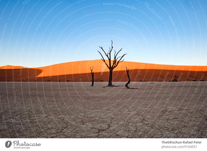 Tree in shade - in front of sand dune Sand duene Namibia Africa travel Desert Landscape Adventure Nature Warmth Sossusvlei Far-off places Shadow Light Blue sky