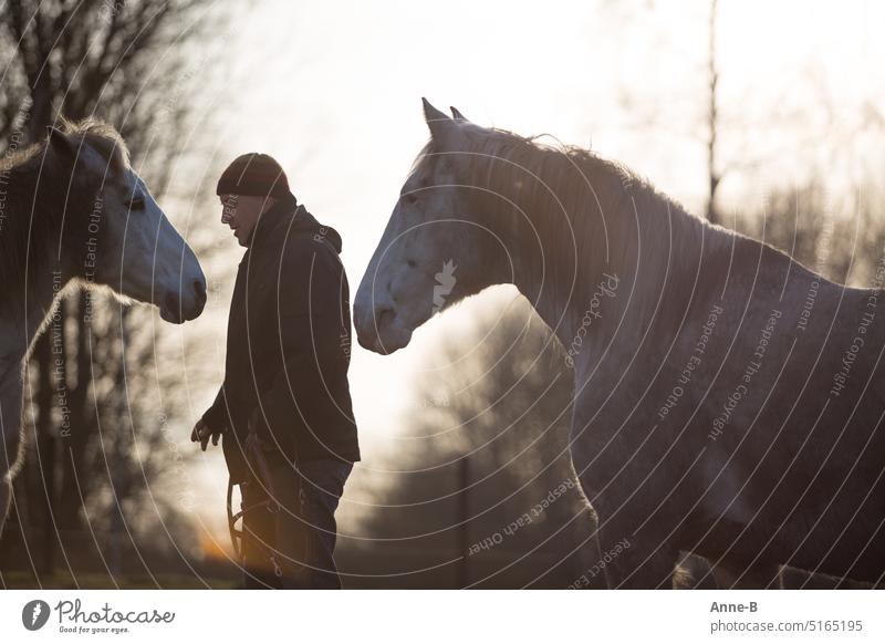 Among men...a man stands in the evening in the wonderful last backlight with the halter on the pasture between two horses facing him. All 3 are photographed in profile.