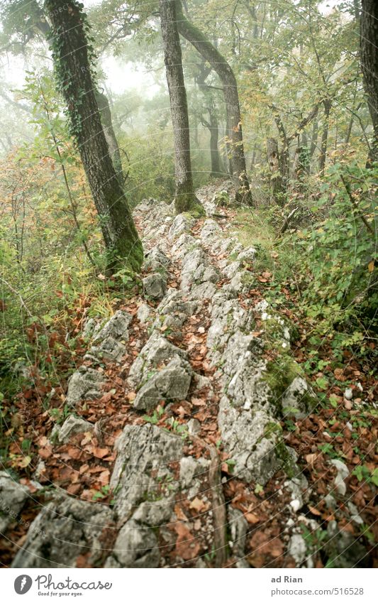 Stony is the way we walk! Nature Animal Autumn Bad weather Fog Rain Plant Tree Bushes Leaf Foliage plant Wild plant Forest Hill Rock Deserted Lanes & trails