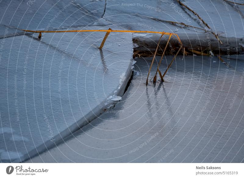 strong grass prevents an ice cube from falling reeds river bank sunlight sunset river grass broken ice reflection mirror winter frozen frozen river frost