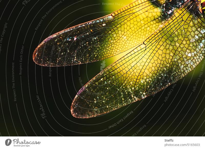 light wings Light Wing Grand piano Dragonfly wing spread wings Illuminating Shaft of light Pattern transparent Transparent light reflexes Sunlight Yellow Fine