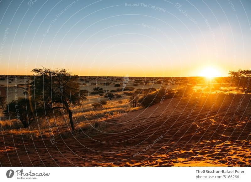 Sunset in steppe landscape Namibia Desert Sand duene Dry Hot Africa Landscape Nature Far-off places Warmth Namib desert Adventure Loneliness Vacation & Travel