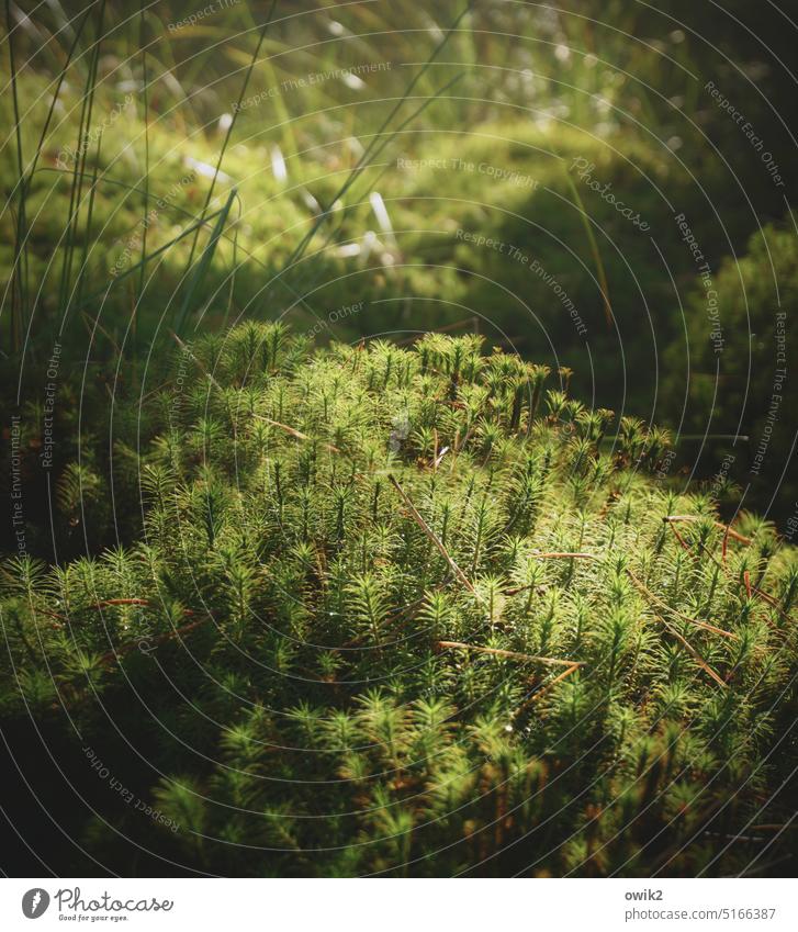 forest light Moss Carpet of moss Green Small Near Woodground Nature Forest Exterior shot Colour photo Plant Shallow depth of field Deserted Close-up Environment