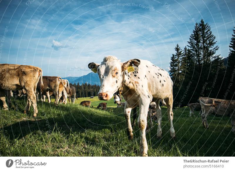 Cows on pasture looking at camera cows Willow tree Grass Looking into the camera Animal Farm animal Exterior shot Meadow Nature Colour photo Animal portrait