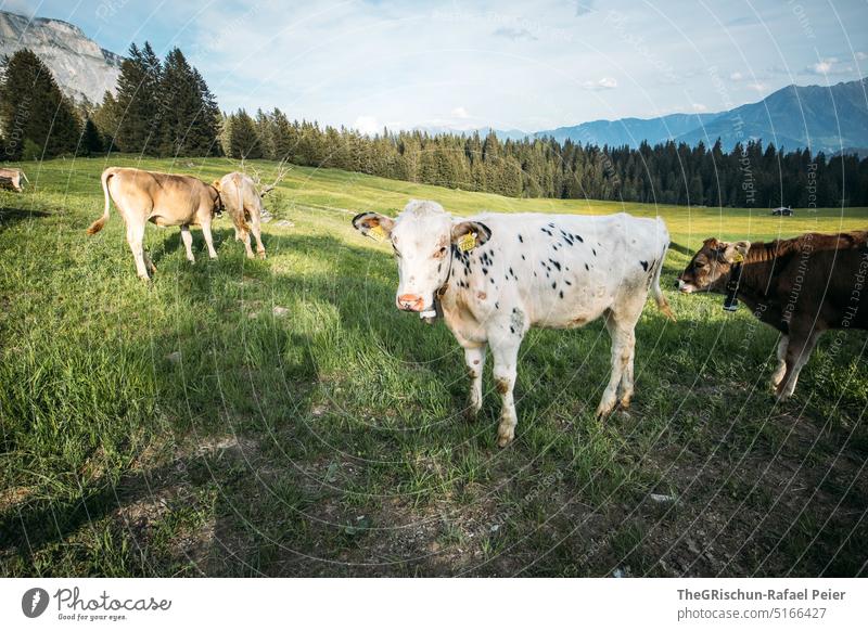 Cows on pasture looking at camera cows Willow tree Grass Looking into the camera Animal Farm animal Exterior shot Meadow Nature Colour photo Animal portrait