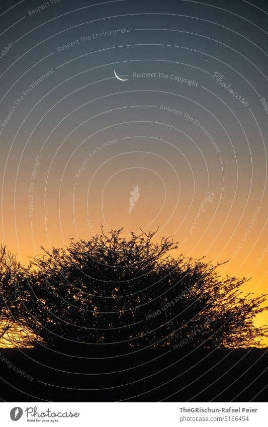 Tree in evening mood with crescent moon Moody Sky Moon sickle bush shrub Landscape