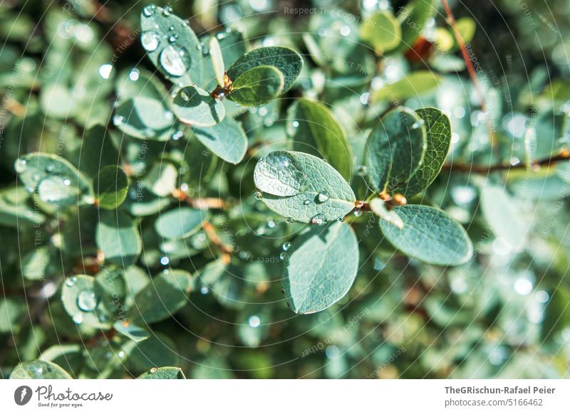 Raindrops on plant Green Water Drops of water Plant flora Pattern leaves Leaf Nature out naturally Close-up texture