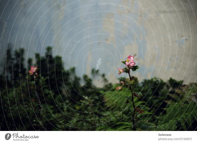 jutting Flower Wall (barrier) overgrown Nature Green Old Overgrown Plant House (Residential Structure) Exterior shot proliferate Facade Growth Deserted