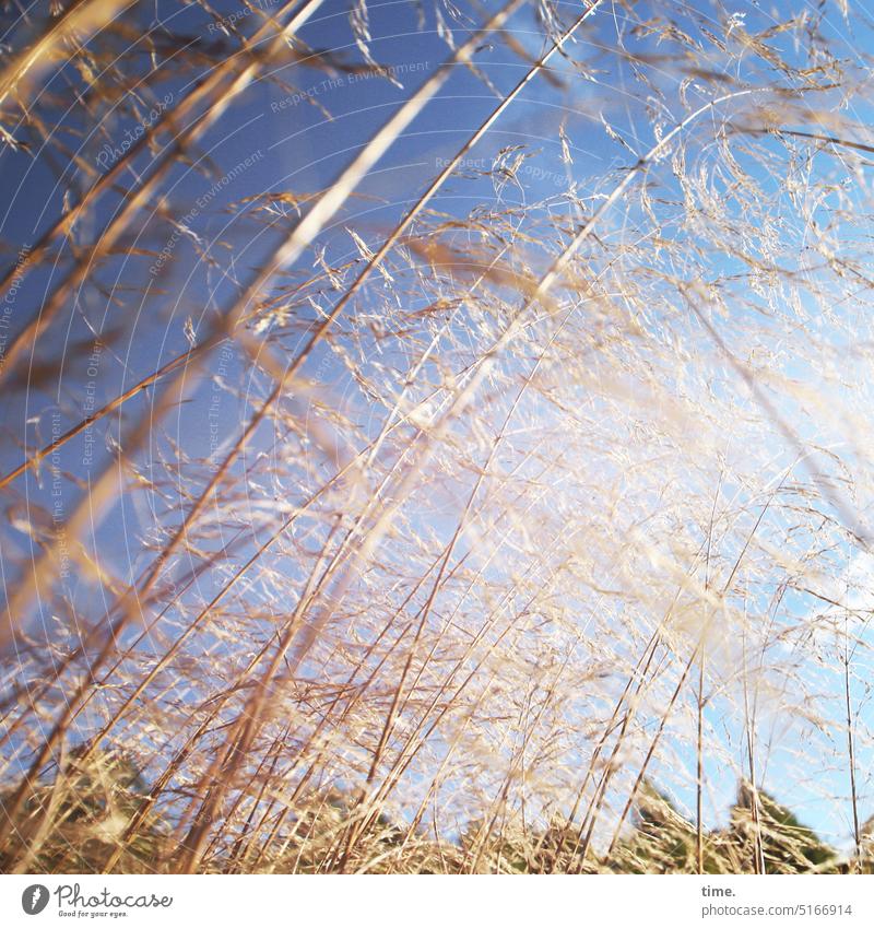 wild summer grasses Sunlight Wild in a jumble blurriness Summer Meadow Sky Movement Wind