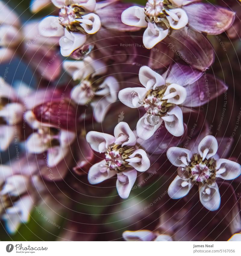 Purple milkweed in the garden floral pattern spring natural mauve blossom bizarre day background wildflower plant macro growth flower head wisconsin outdoors