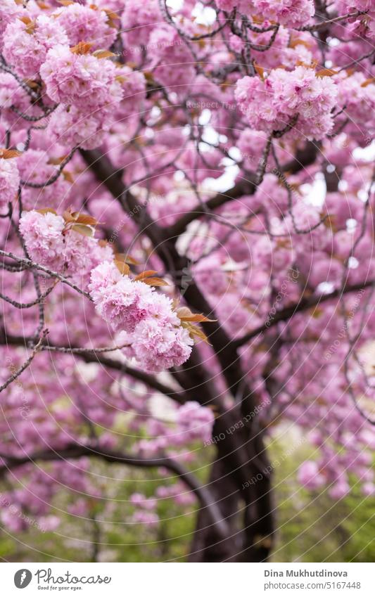 Pink sakura flowers blooming on the tree. Spring background. Pink cherry blossoms and green natural backdrop. Easter springtime wallpaper. barbiecore decoration