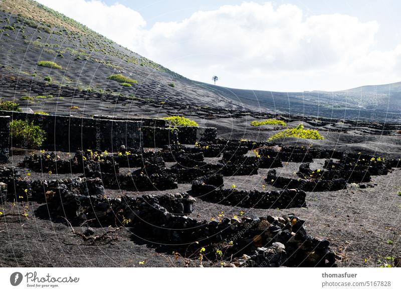 life comes back - lava and wine with palm tree Stone walls volcanic rock Climate Exotic vegetation Island Environment Plant Beginning Colour Canaries