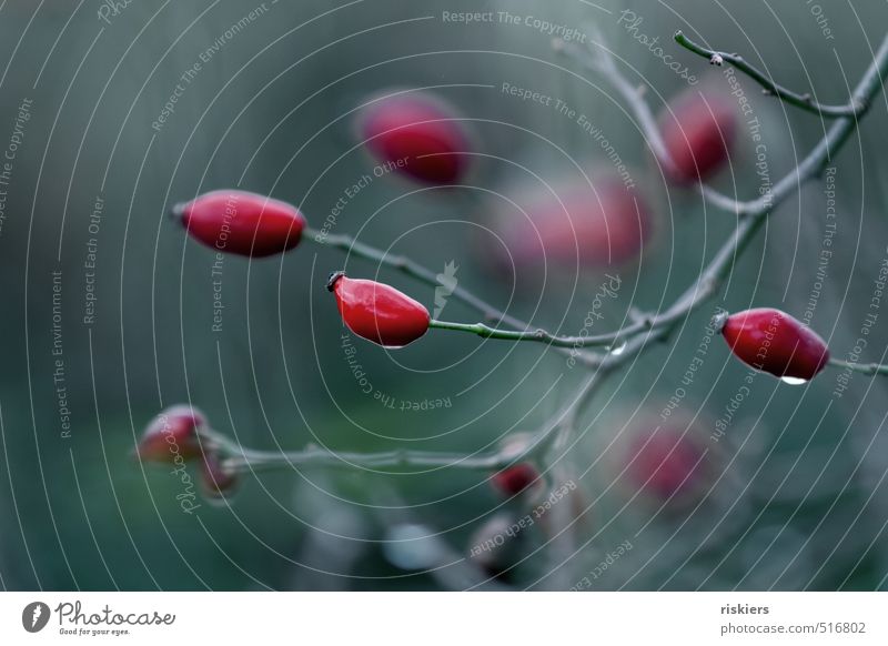 rose hips <3 Environment Nature Plant Drops of water Autumn Rose hip Illuminate Fresh Glittering Wet Red Colour photo Subdued colour Exterior shot Deserted Day