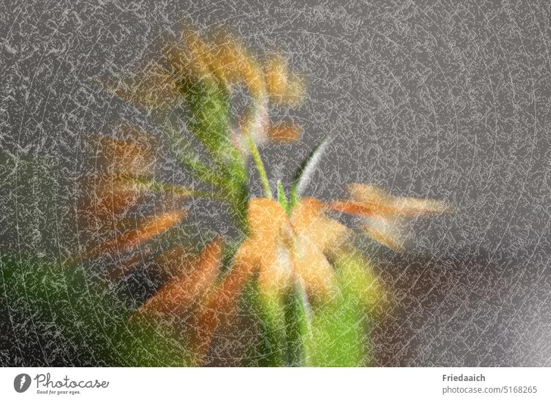 Milky star flower blurred with overlay Flower Orange blurriness hazy Abstract background Starflower Ornithogalum Artistic experiment creative flower decoration